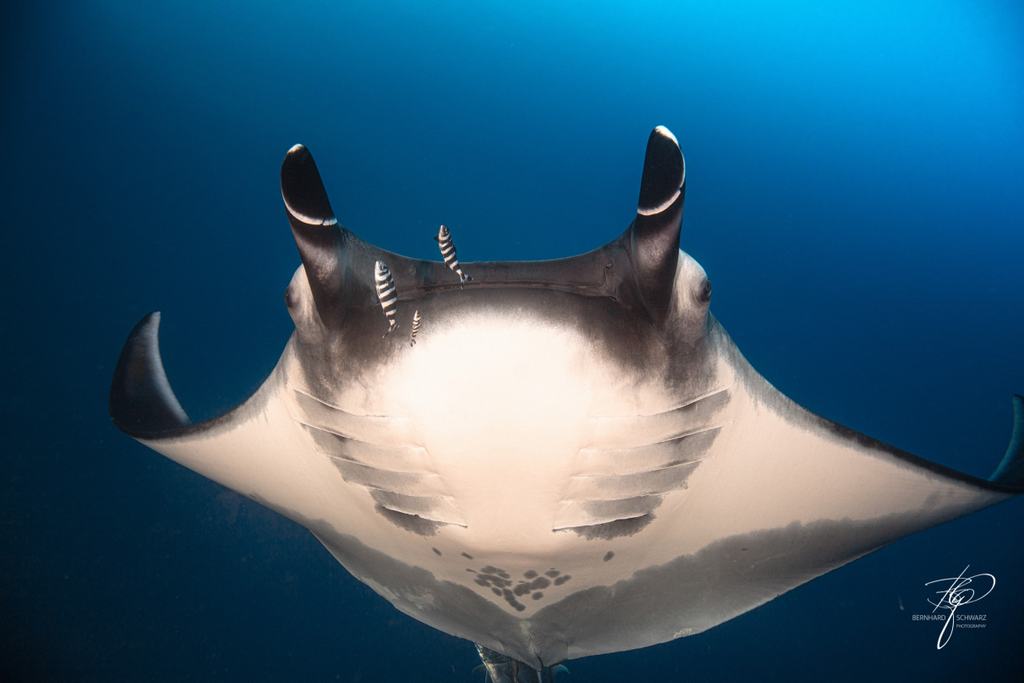 MANTA ROCHEN