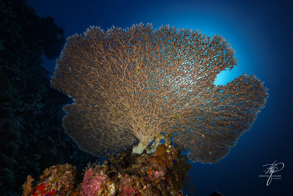 RED SEA