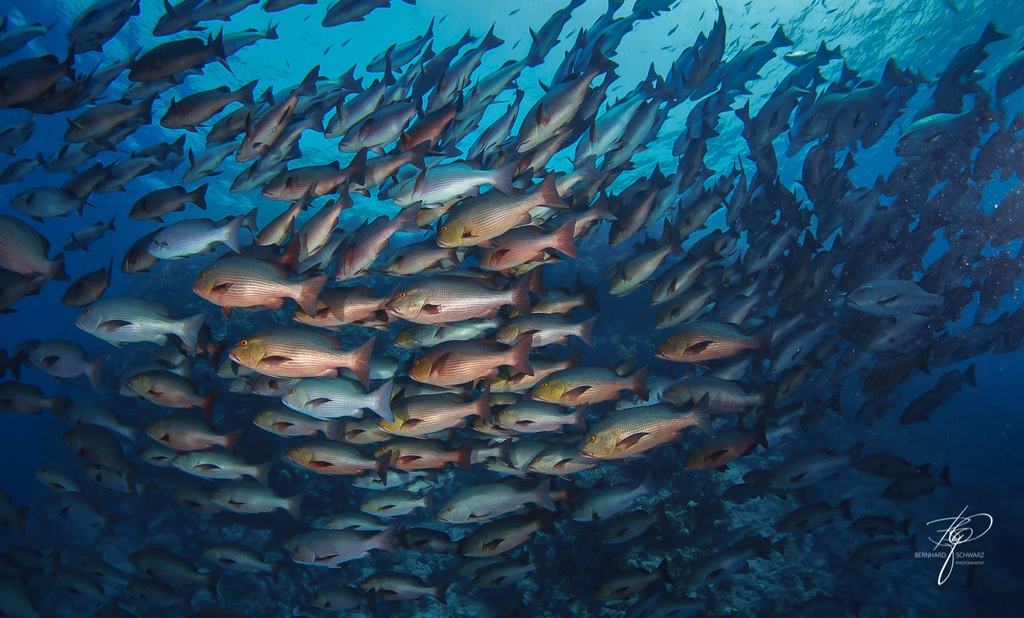 RED SEA