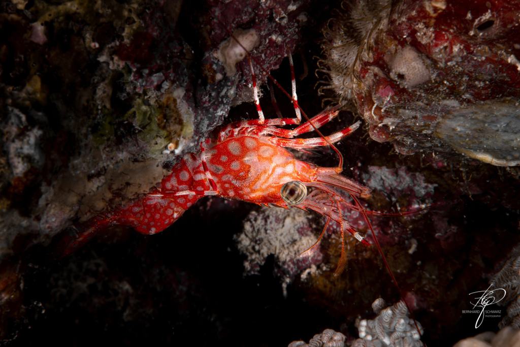 RED SEA