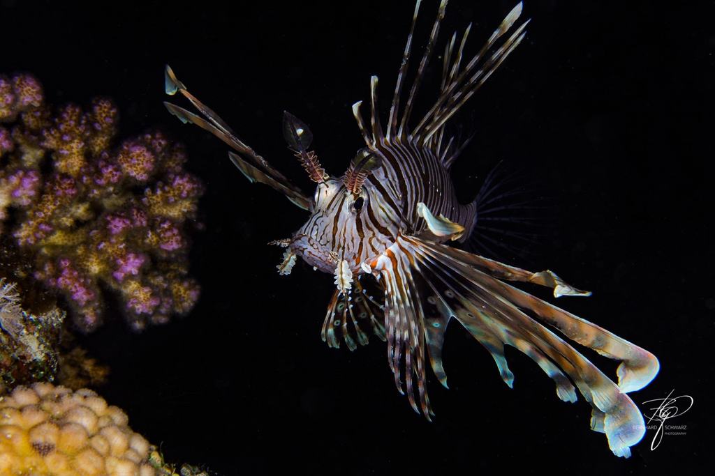 RED SEA