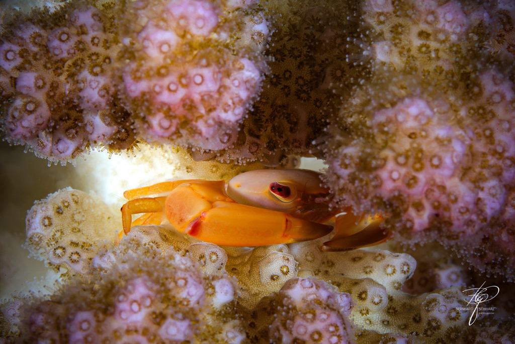 RED SEA