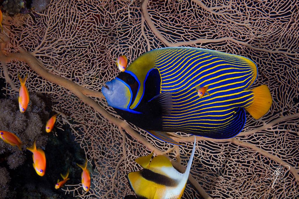 RED SEA