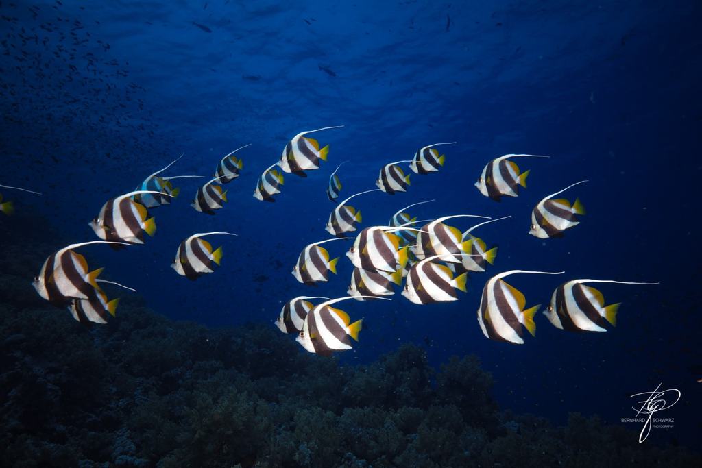 RED SEA