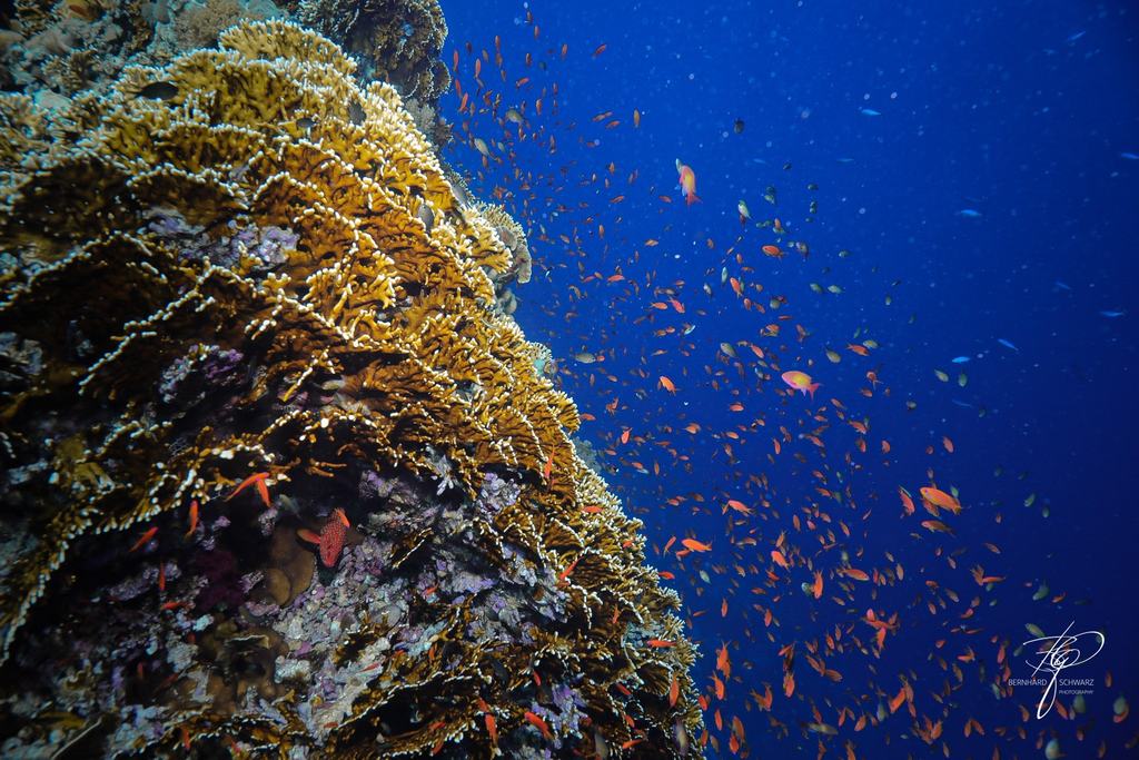 RED SEA