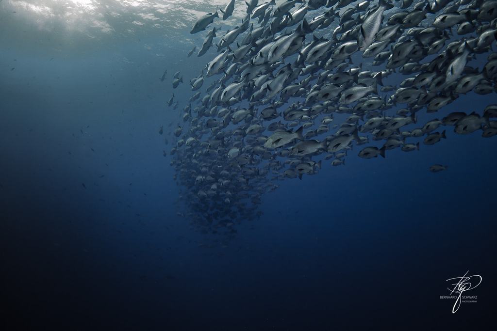 RED SEA