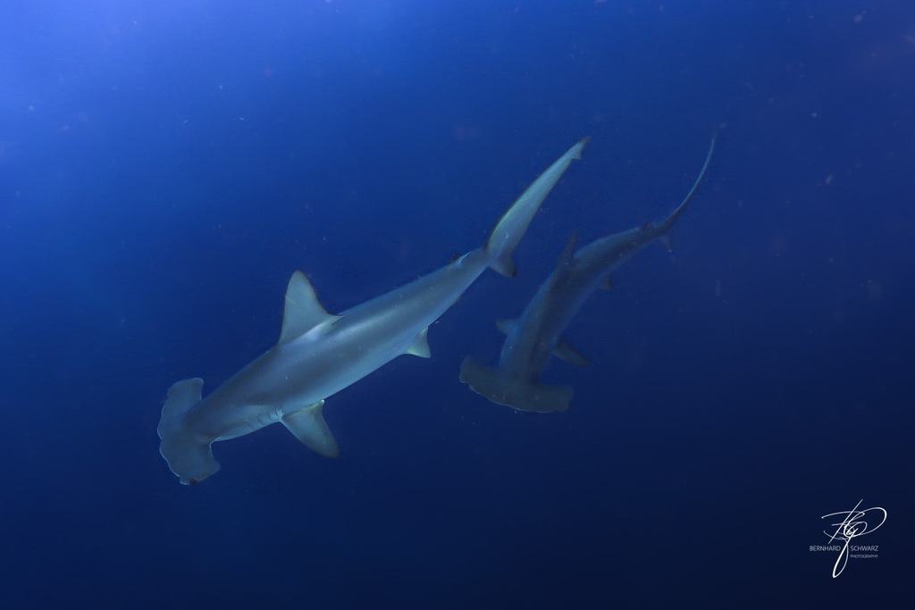RED SEA