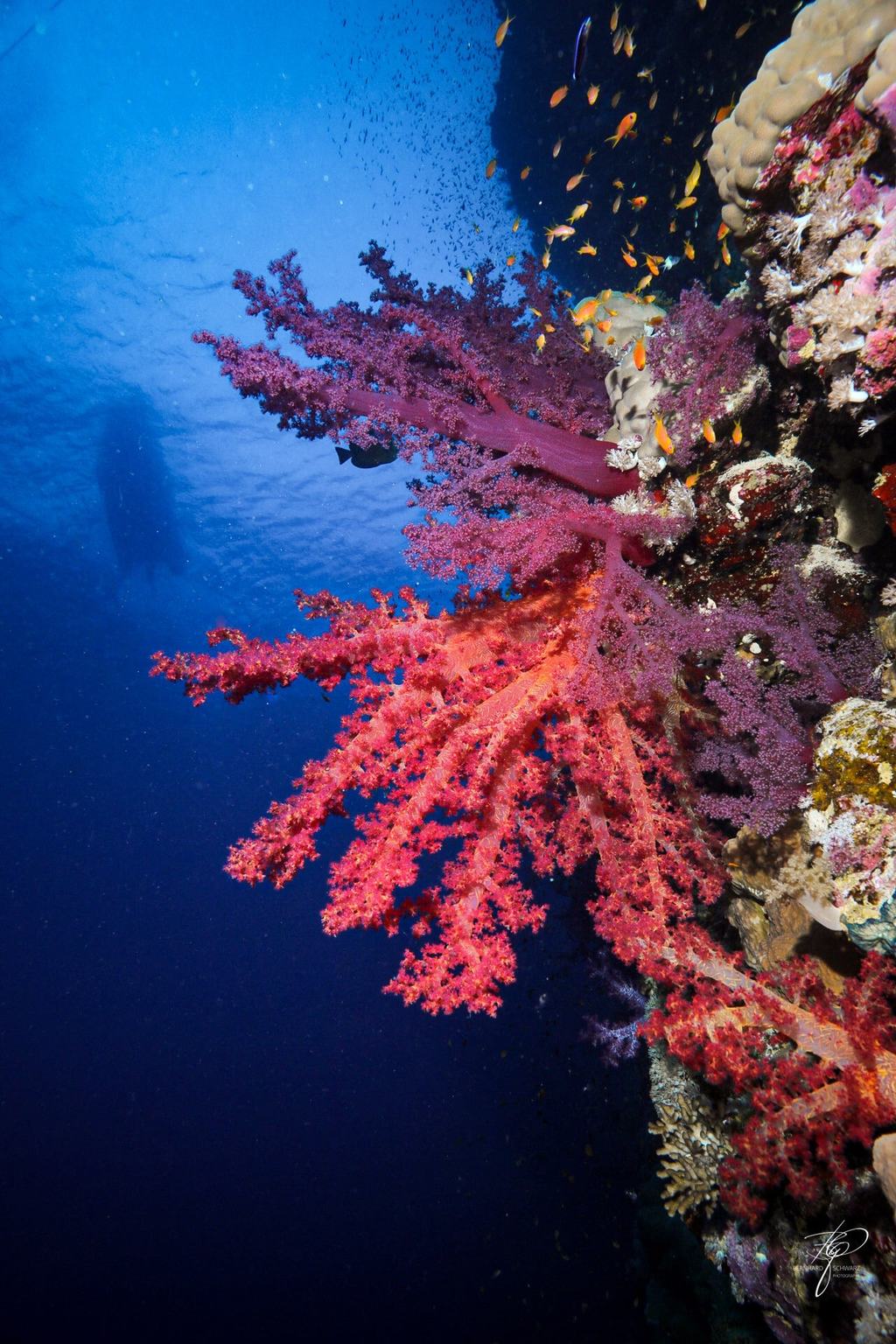 RED SEA