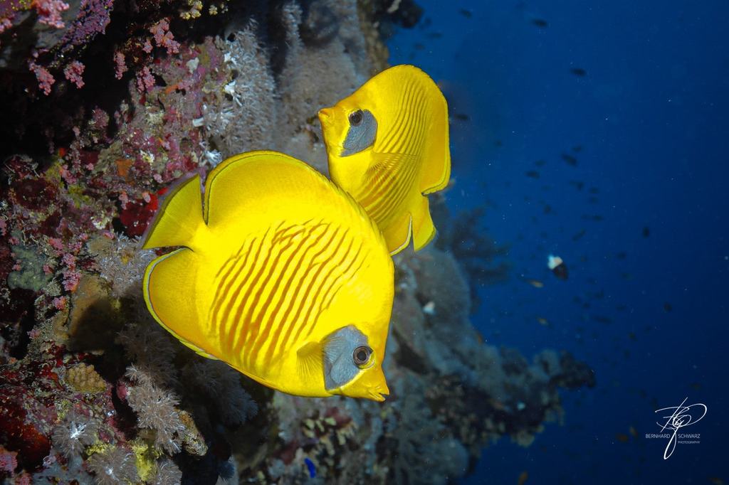 RED SEA
