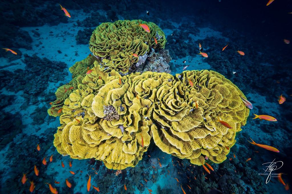 RED SEA