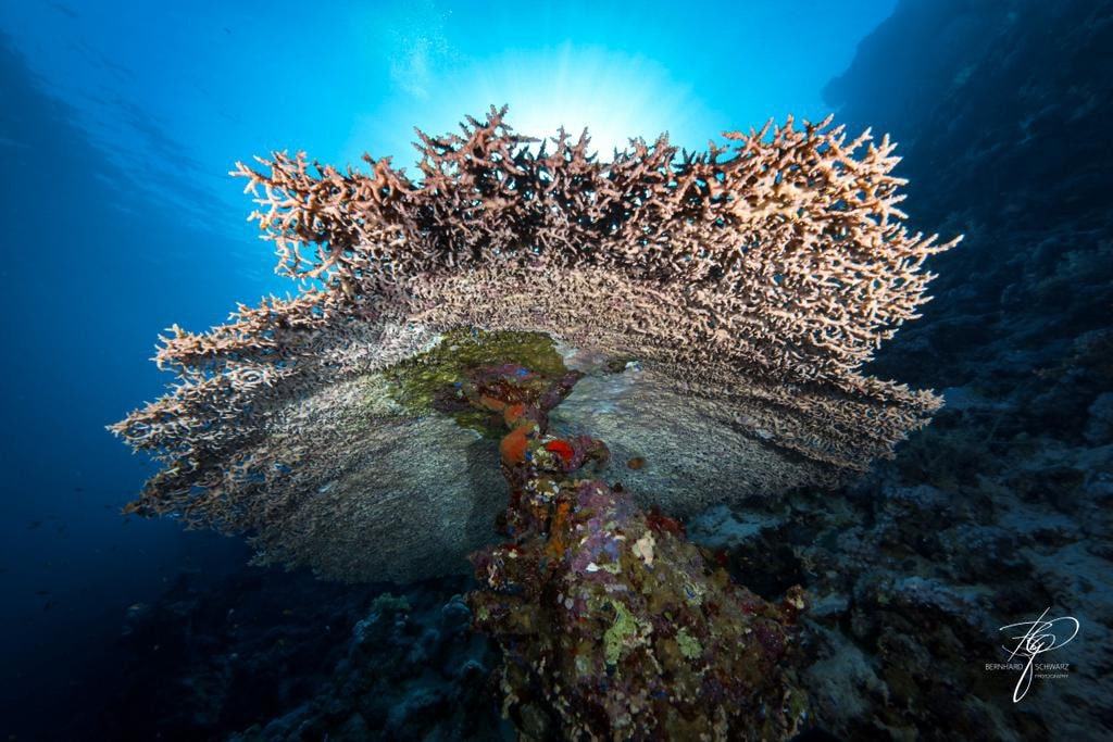 RED SEA