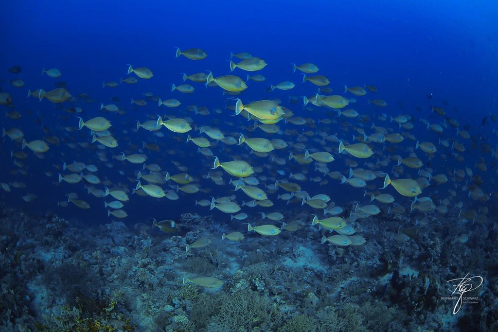 RED SEA
