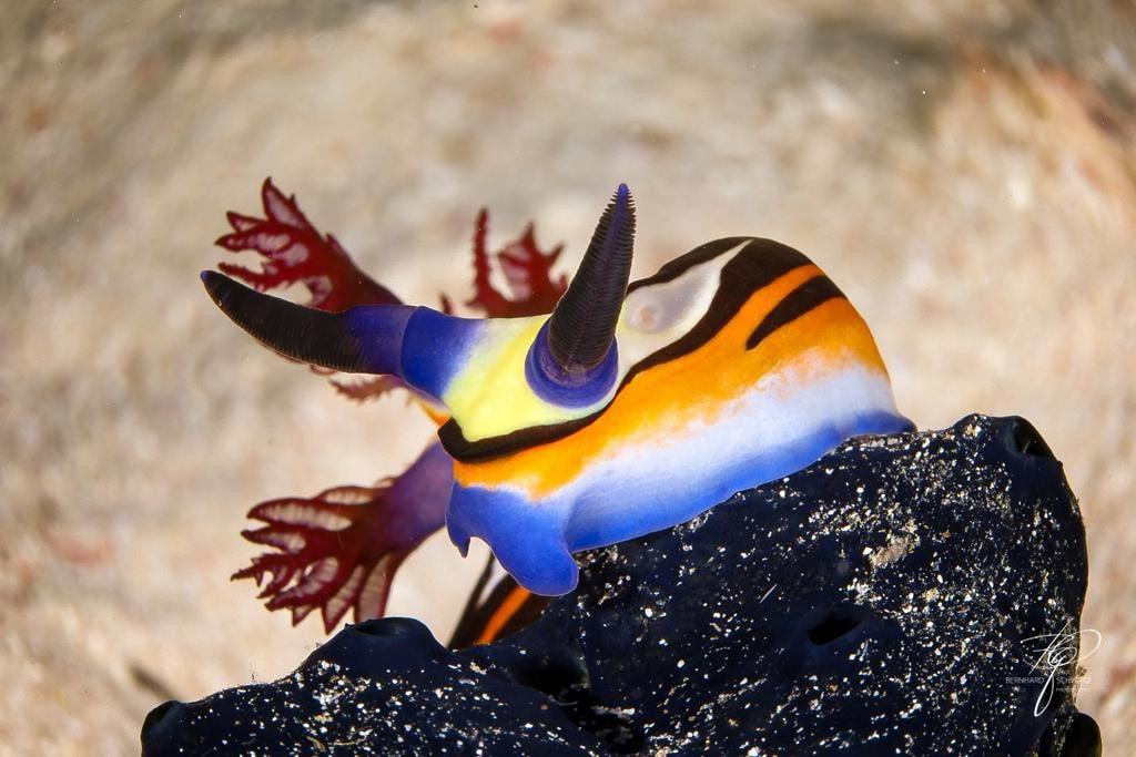 RED SEA