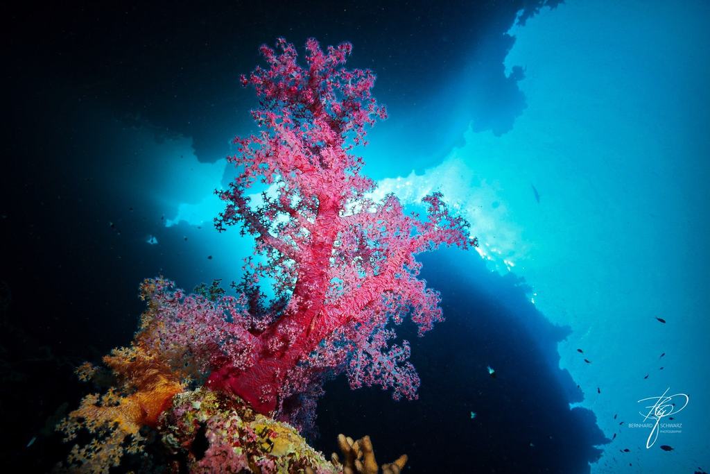 RED SEA