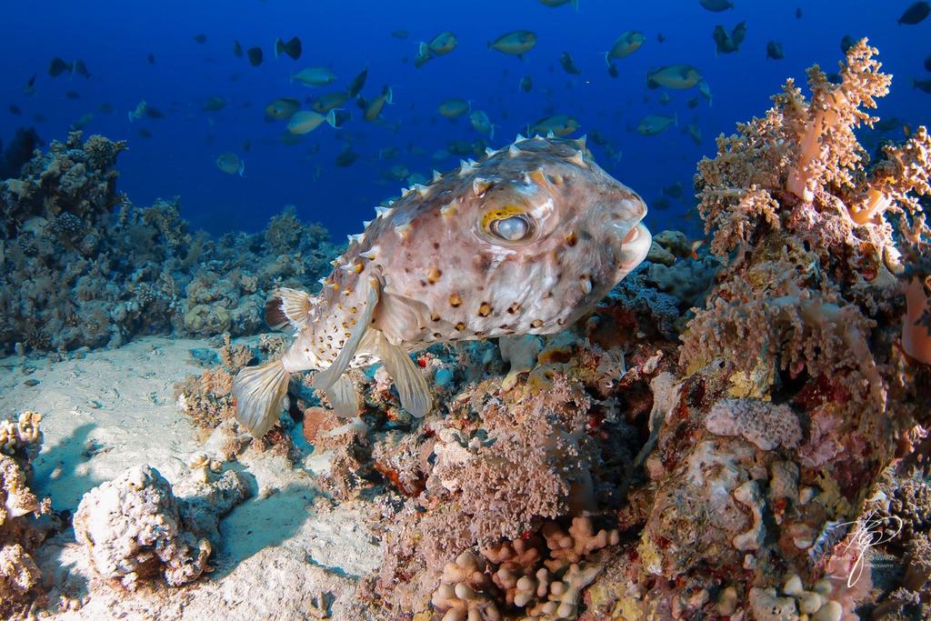 RED SEA