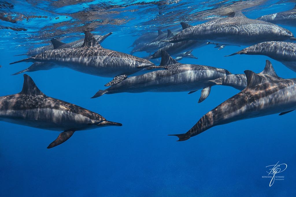 RED SEA