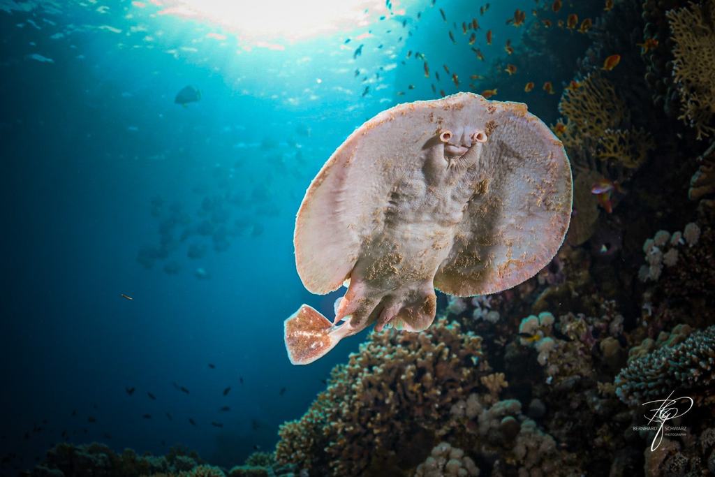 RED SEA