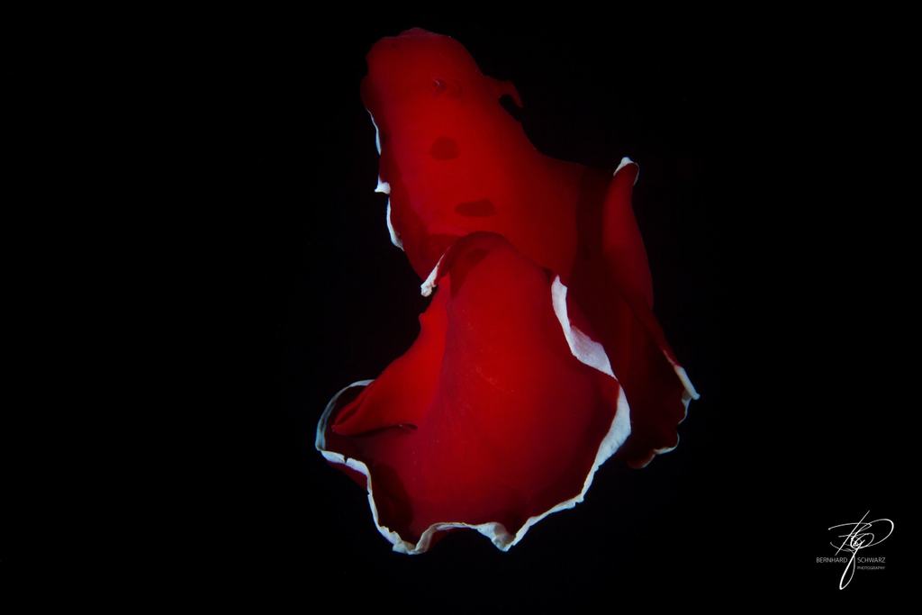 RED SEA