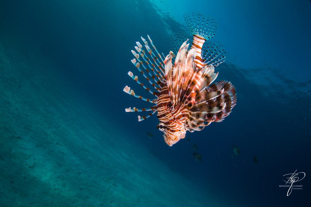 RED SEA