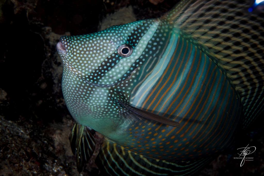 RED SEA