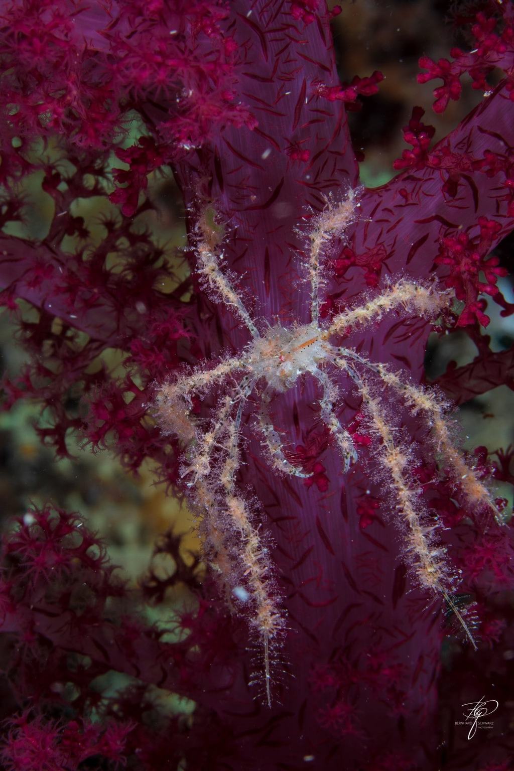 RED SEA