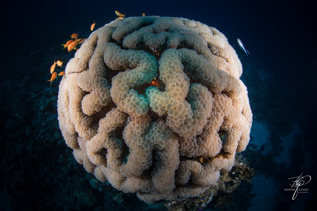 RED SEA