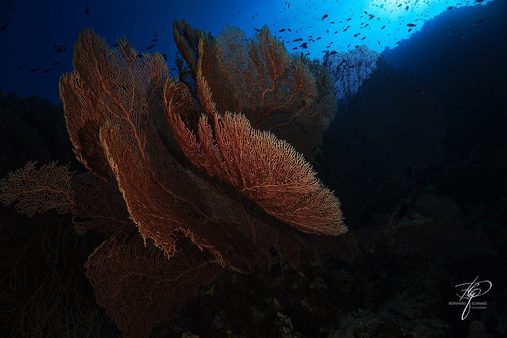 RED SEA