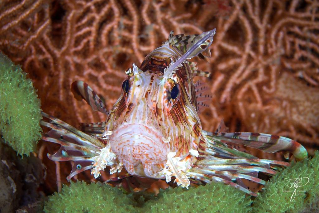 RED SEA
