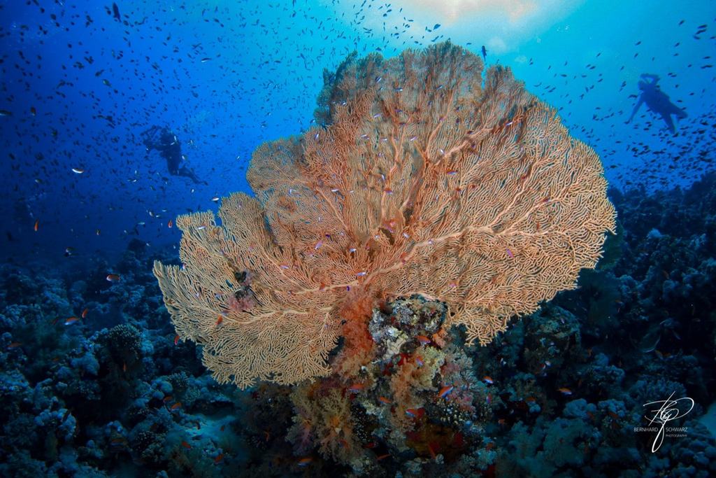 RED SEA