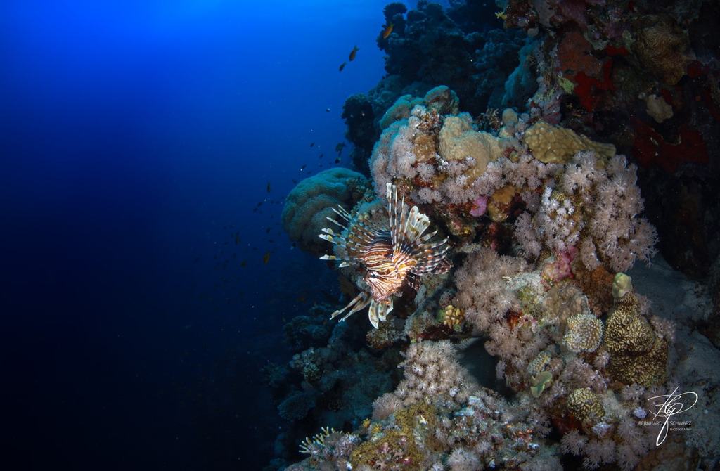 RED SEA