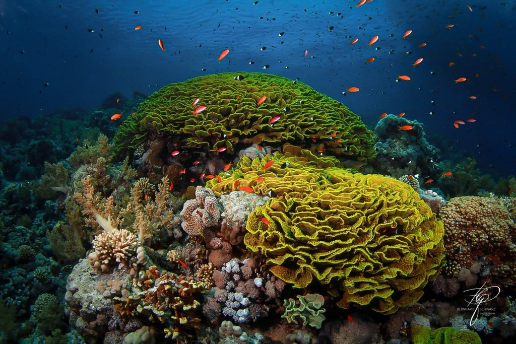 RED SEA
