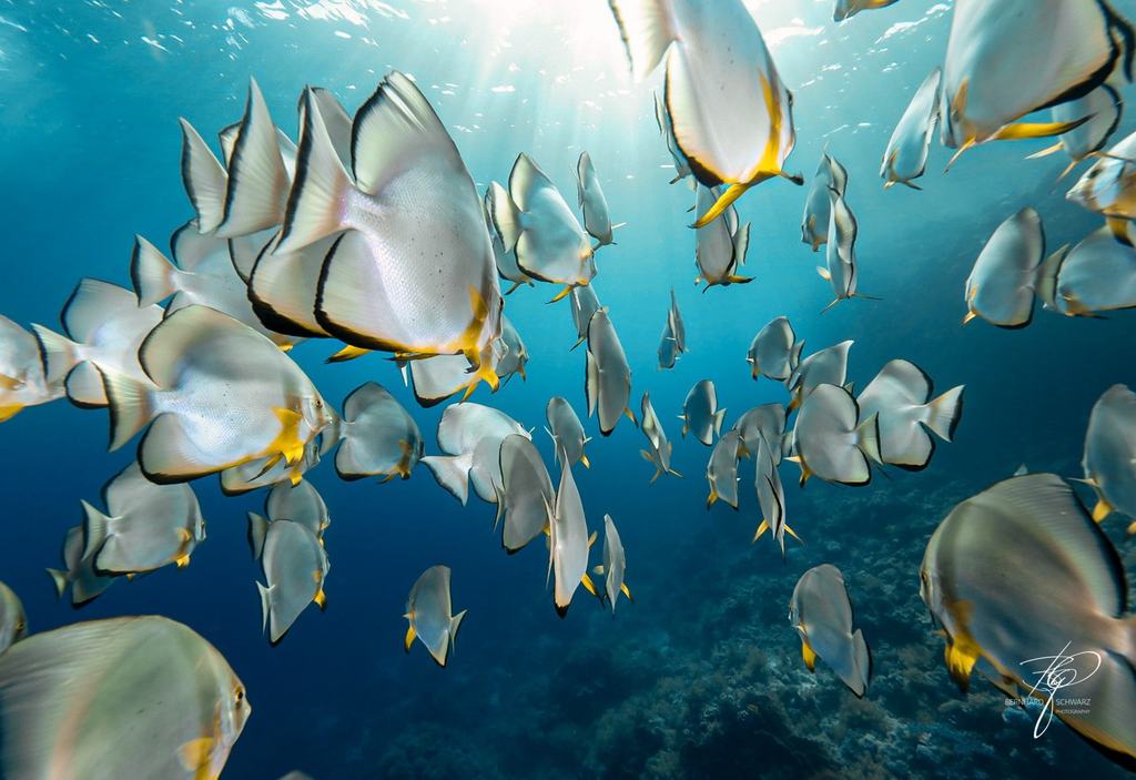 RED SEA