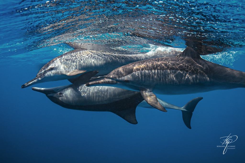 RED SEA
