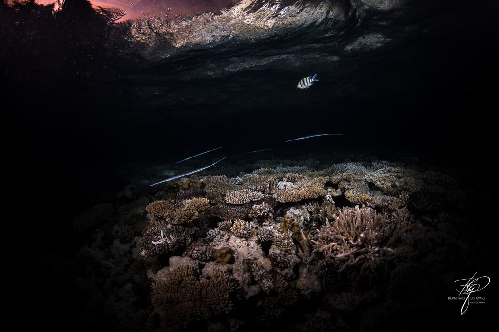 RED SEA