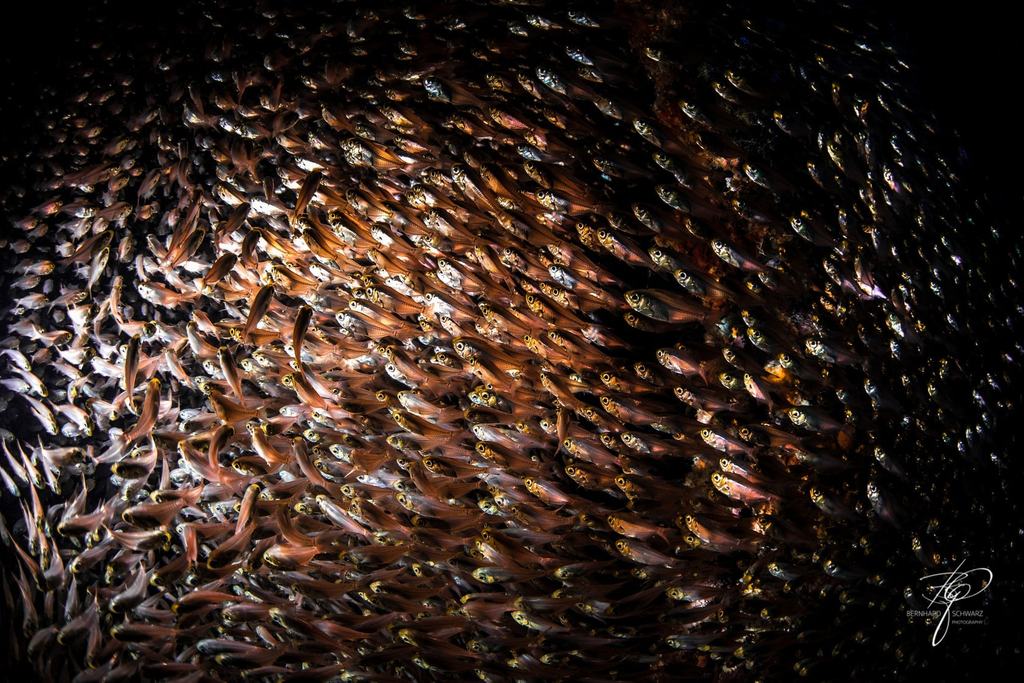 RED SEA