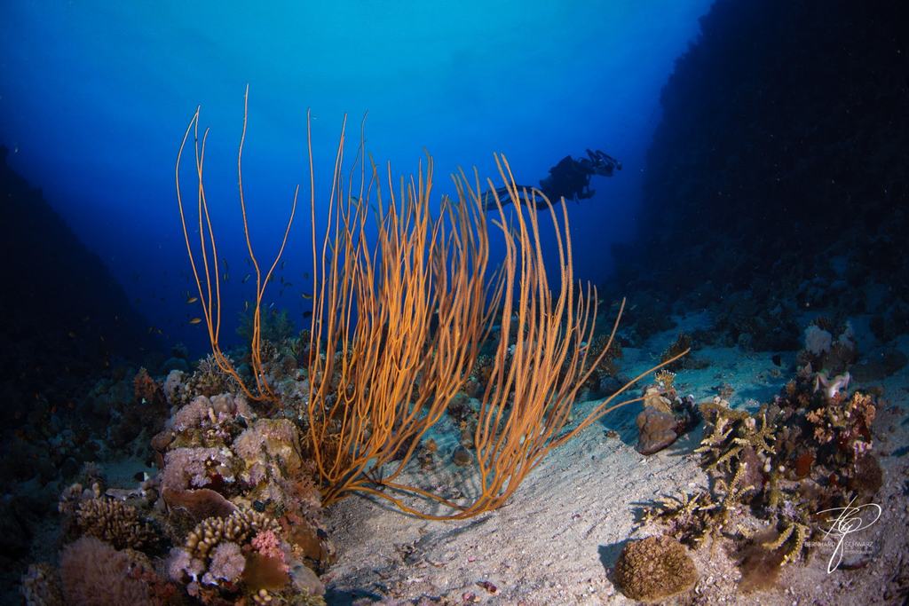 RED SEA