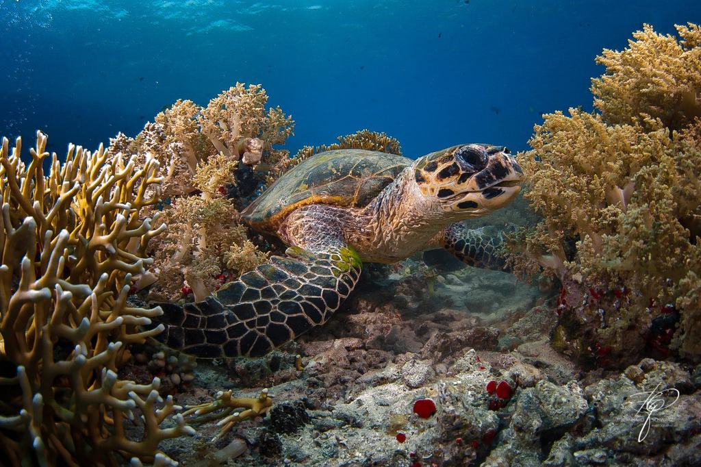 RED SEA