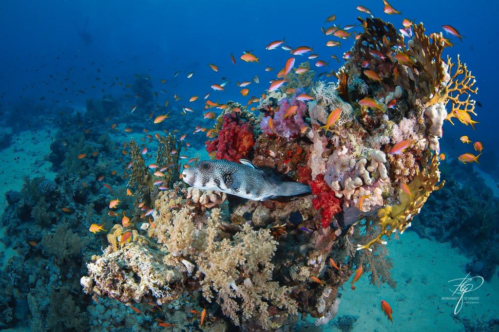 RED SEA