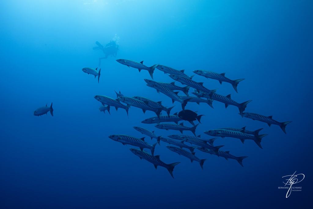 RED SEA