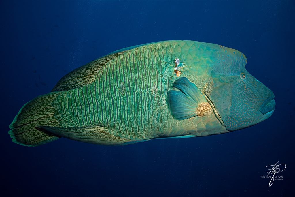 RED SEA