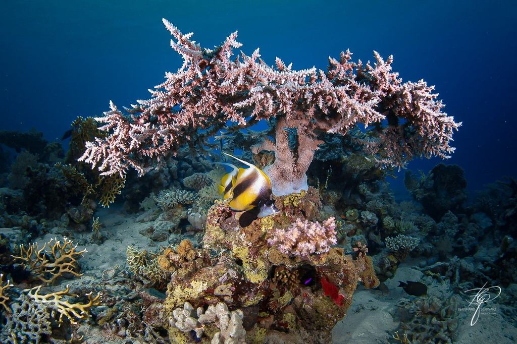 RED SEA