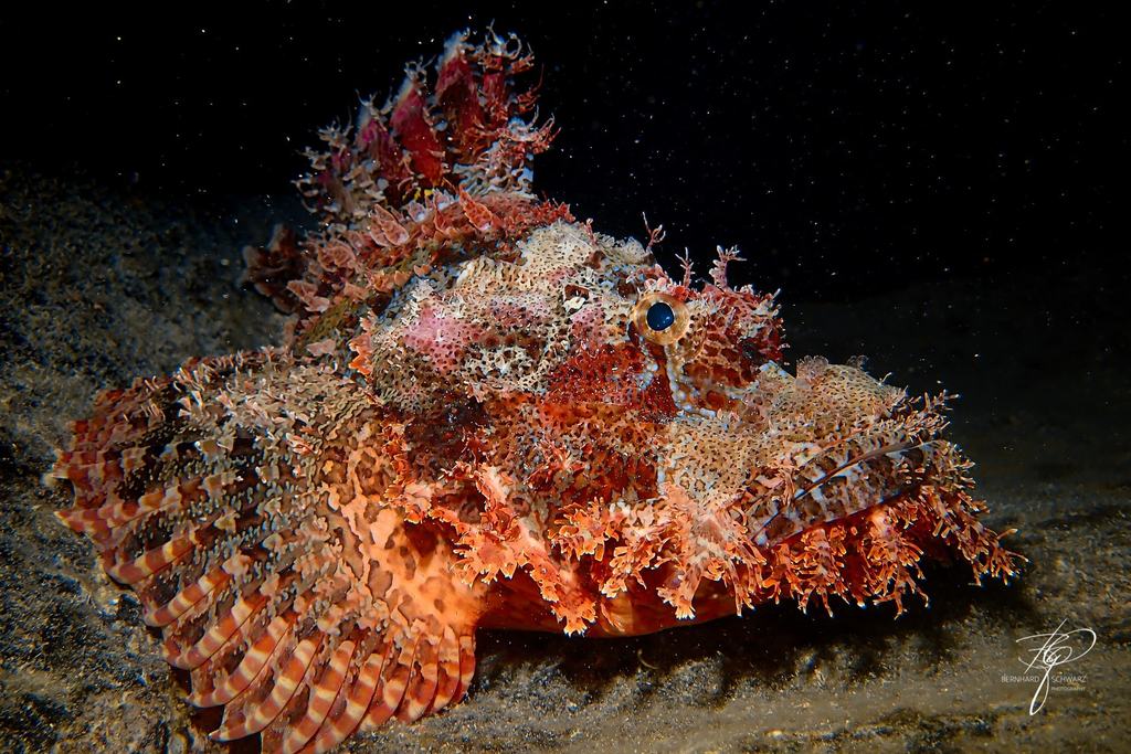 RED SEA