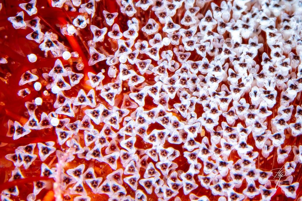 RED SEA