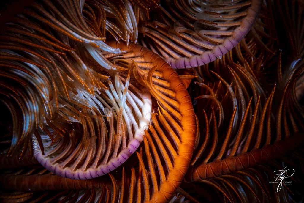 RED SEA