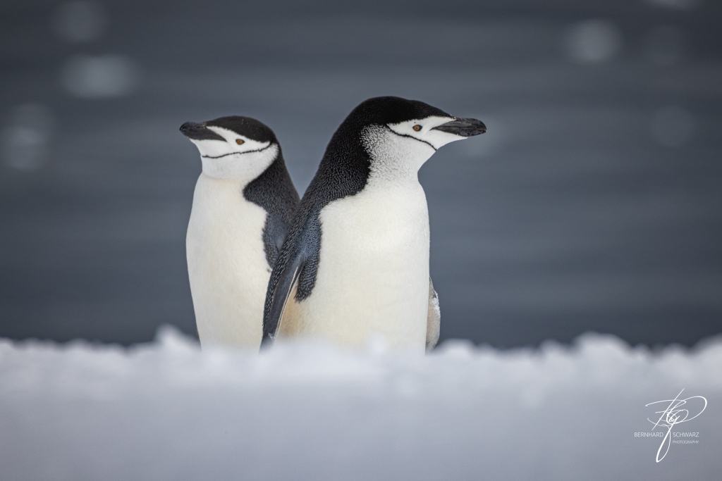 Antarctic