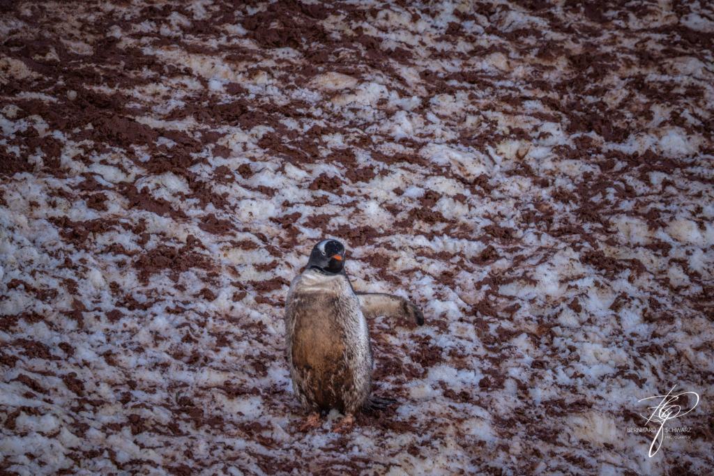 Antarctic