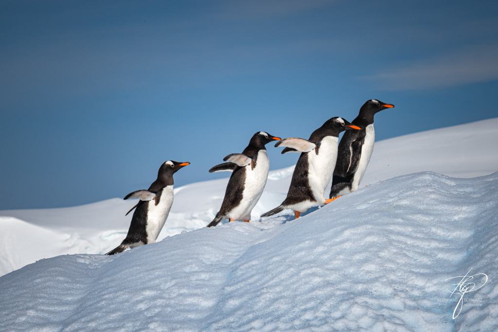 Antarctic