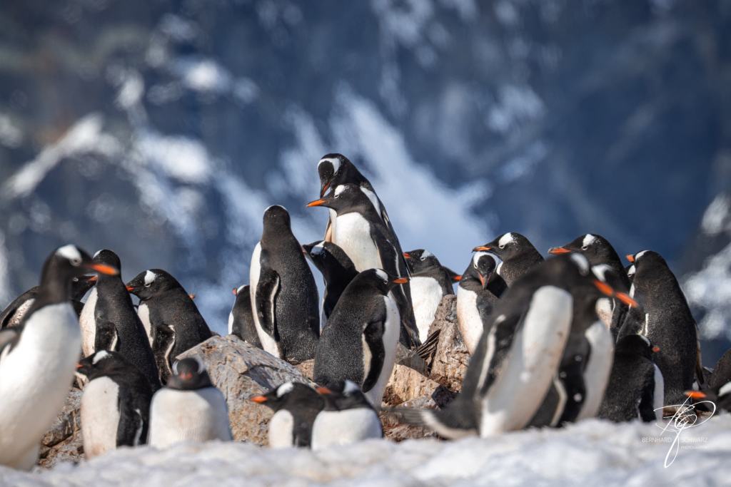 Antarctic