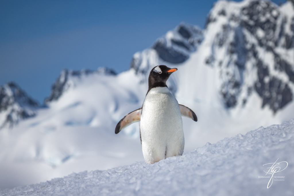 Antarctic