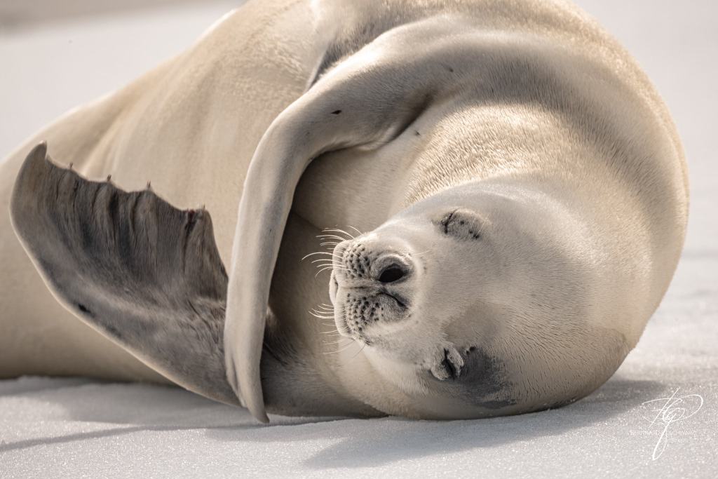 Antarctic